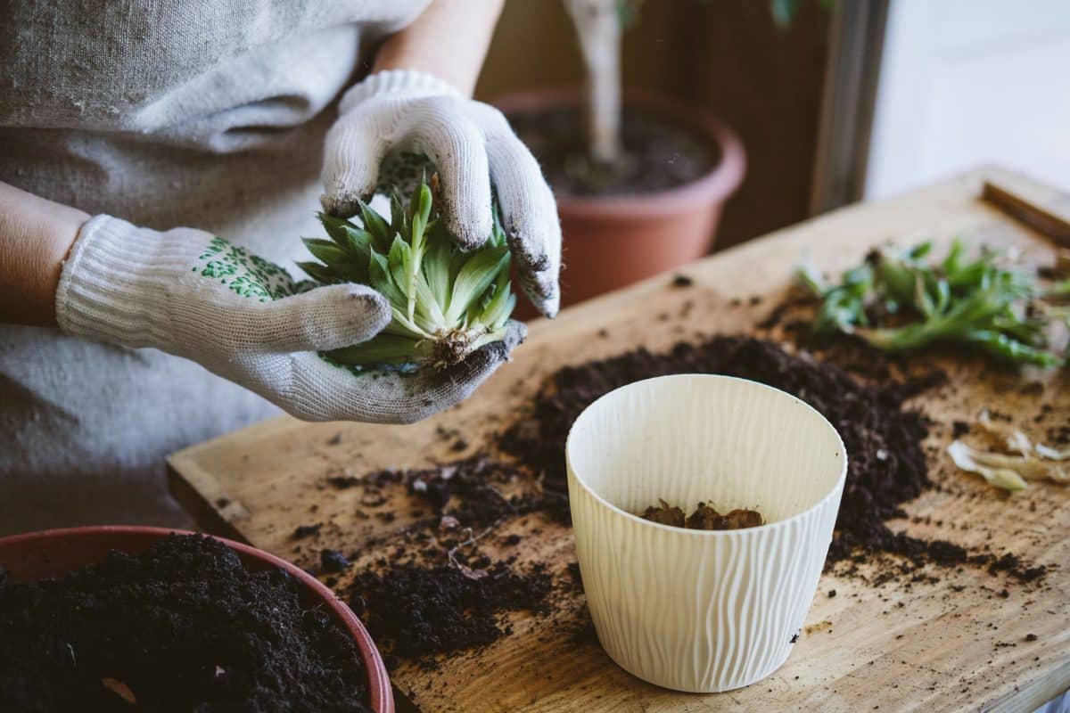 Comment se débarasser des moucherons dans les plantes ?