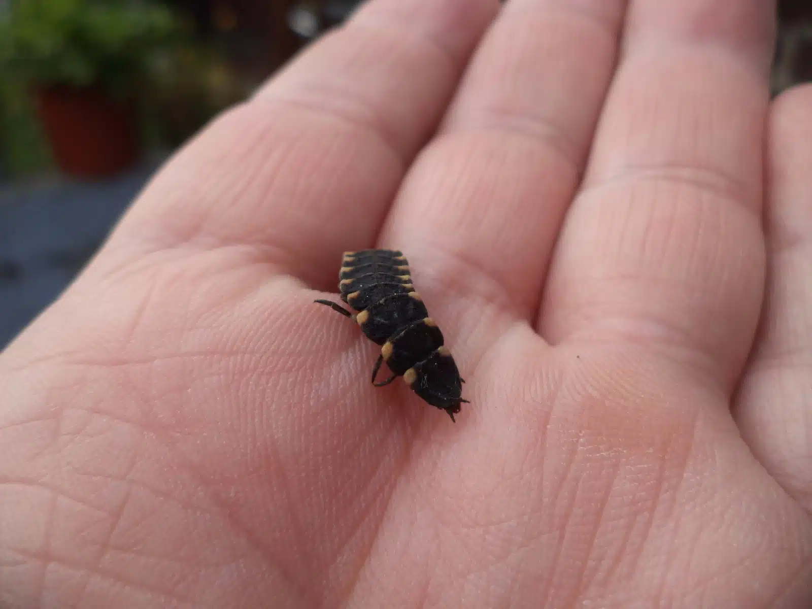 La formation des larves comprendre l'évolution des insectes