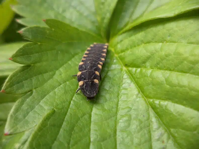 La formation des larves : comprendre l’évolution des insectes.