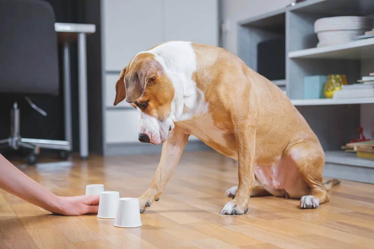 Comment garantir l’épanouissement de son chien ?