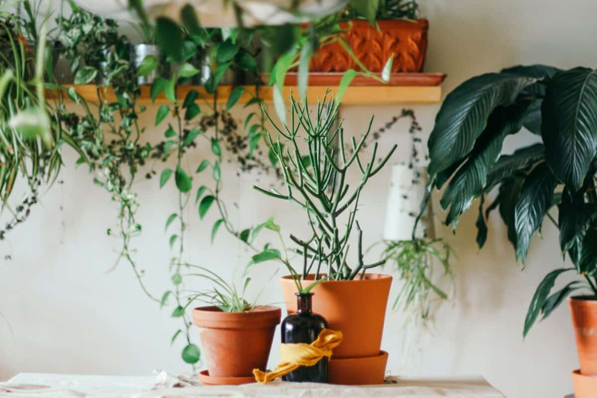 Les plus belles plantes grimpantes pour embellir votre extérieur