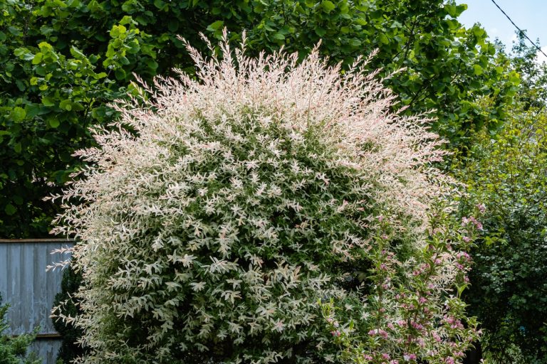 Quand tailler l'arbre crevette ?