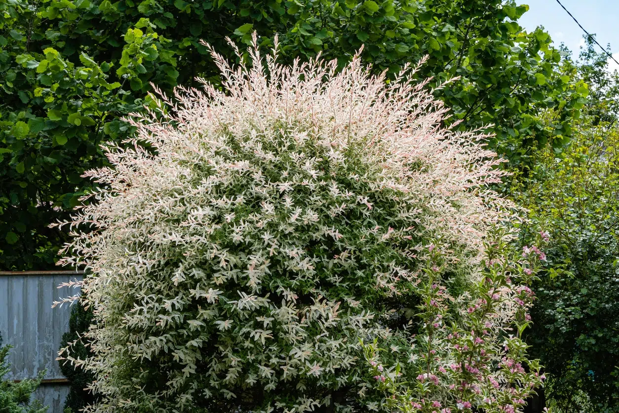 Quand et comment tailler un saule crevette ?