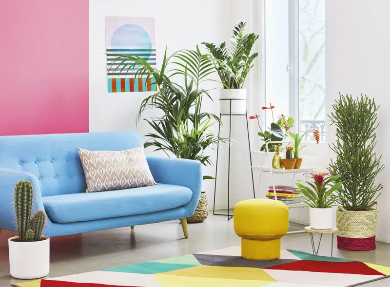 Bien choisir ses plantes d’intérieur ?